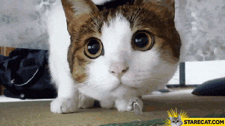 como-saber-resultado-sisu